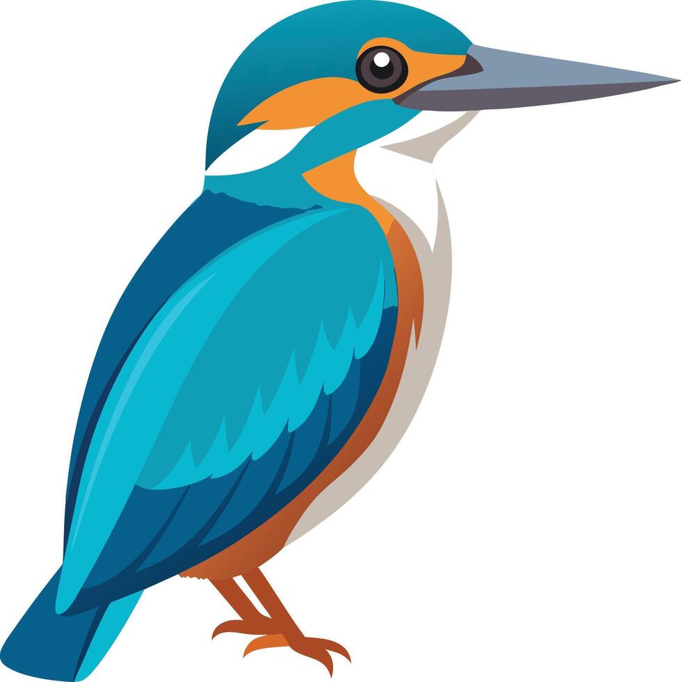 A illustration of kingfisher vector