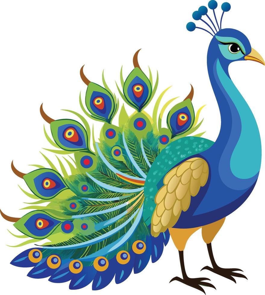 A Drawing of A Beautiful peacock vector