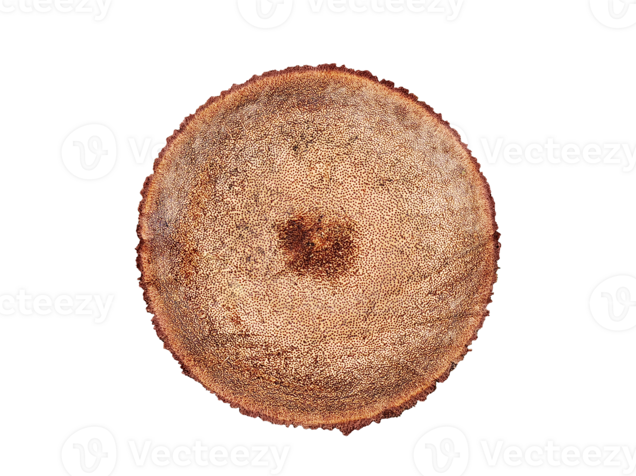 Cutted tree. Top view transparent. png
