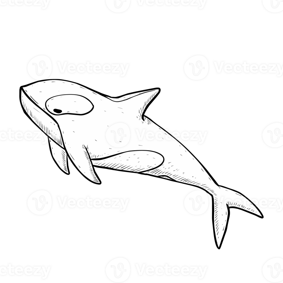 illustration of orca whale png