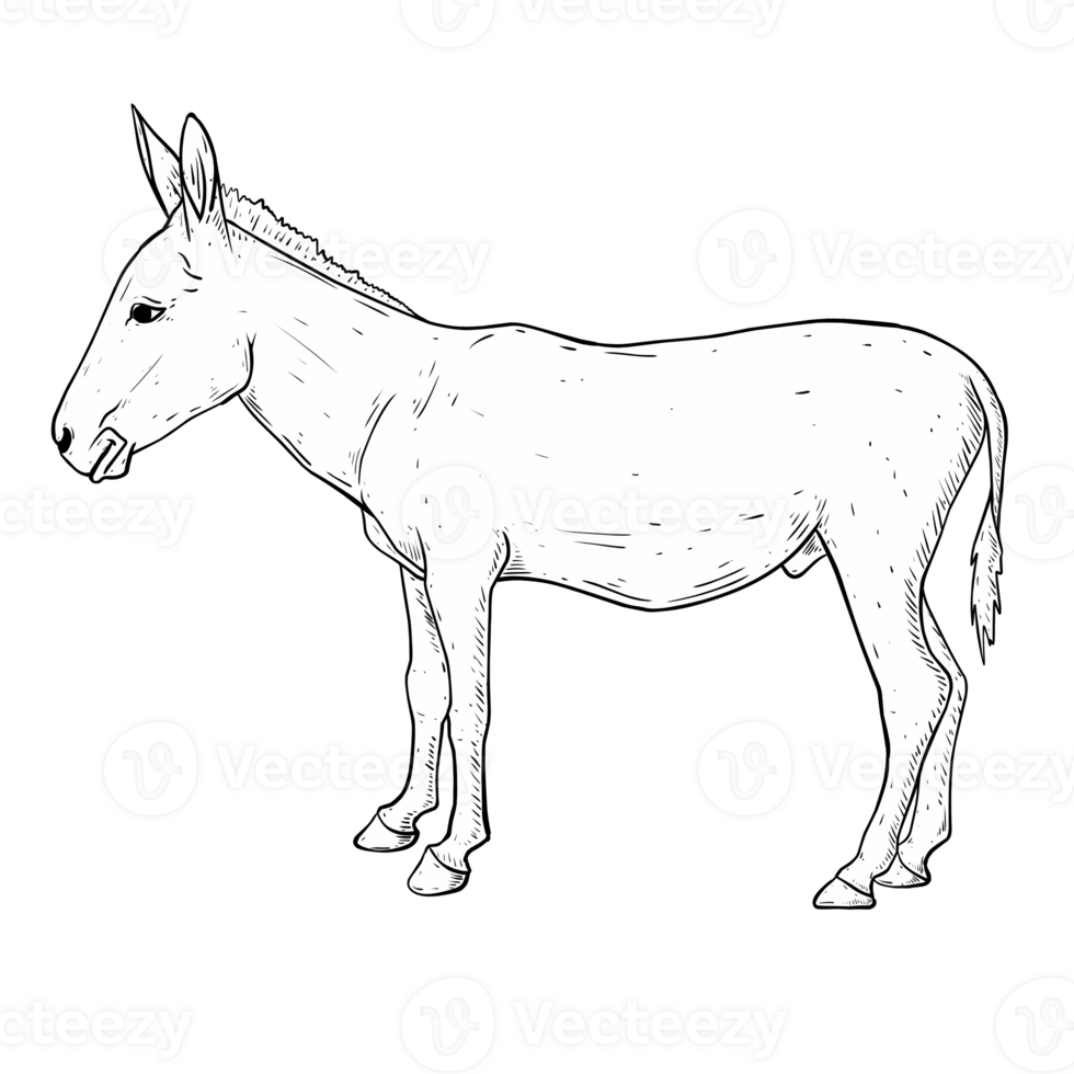 sketch illustration of donkey png
