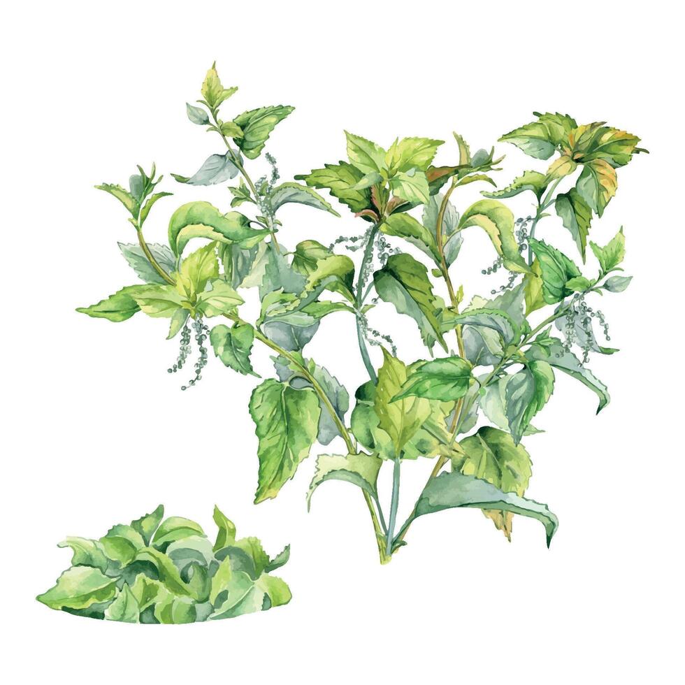 Bush of nettle in watercolor isolated on white. Illustration of the herbal plant Urticaria dioica. Stinging plant with bunch of leaves hand drawn. Element for label, packaging, apothecary. vector