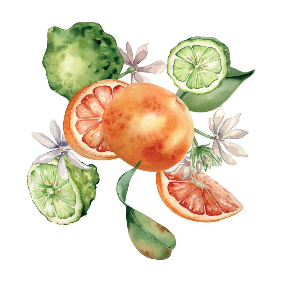 Grapefruit and bergamot citrus fruits with jasmine flowers watercolor isolated illustration. Hand drawn summer plants with bright orange green peel in botanical sketch style for aroma products label. vector