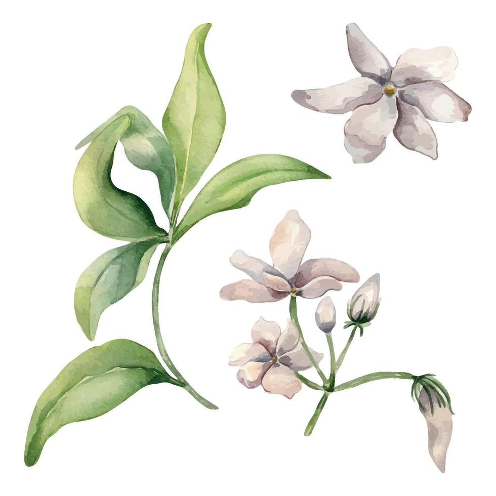 Jasmine sambac plant watercolor illustration isolated on white. White flower botanical style hand drawn. Set of jasmine flowers and bud drawing. Design elements for label product cosmetic, packaging. vector
