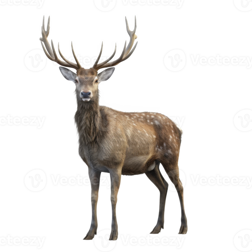A majestic deer with impressive antlers stands against a white background Its spotted coat and gentle expression add to its beauty png