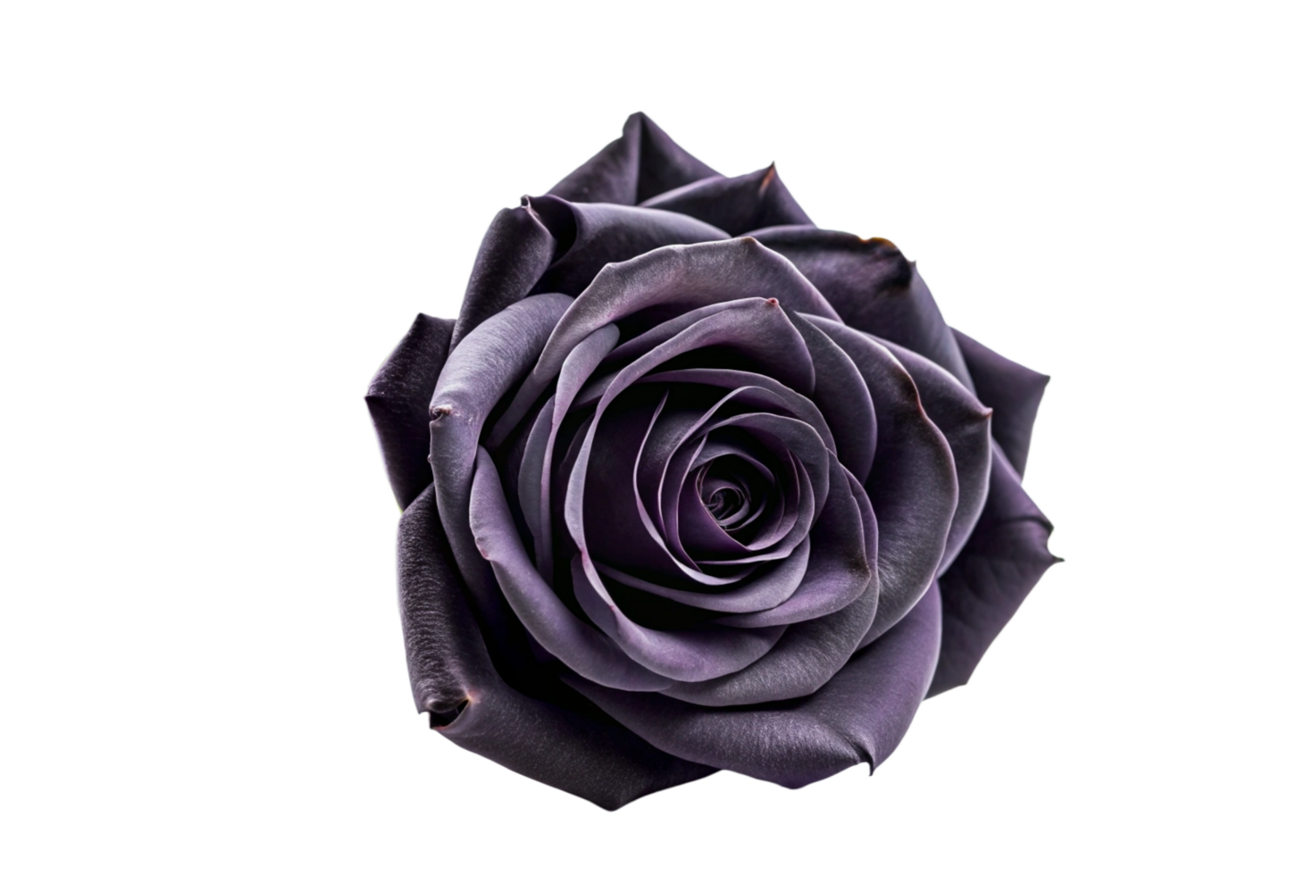 Black rose flower isolated on transparent background png