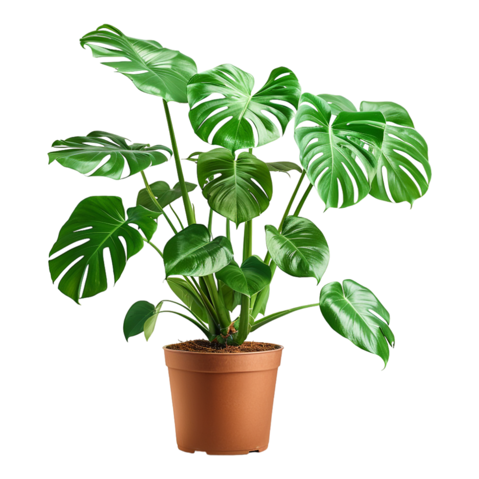 Monstera deliciosa in pot on transparent png