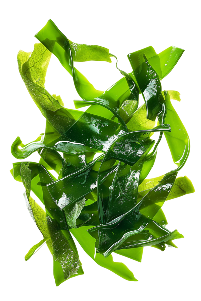 Nori Seaweed Sheets Isolated on transparent Background png