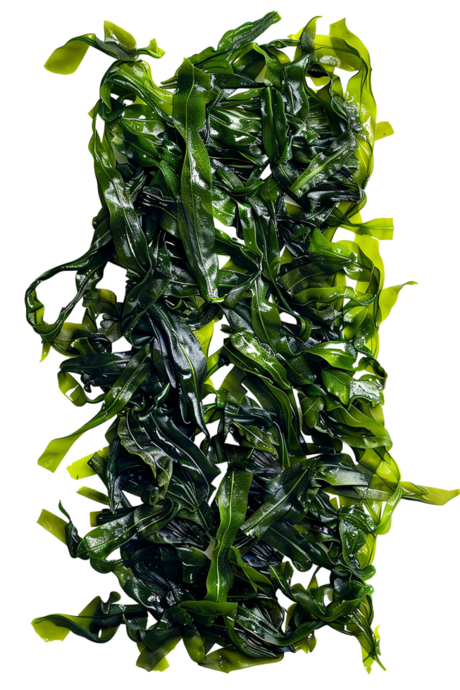 Nori Seaweed Sheets Isolated on transparent Background png