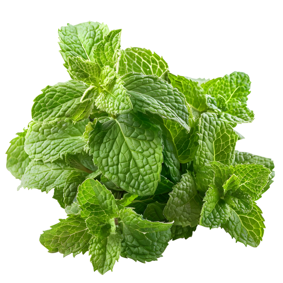 Fresh mint isolated against transparent background png