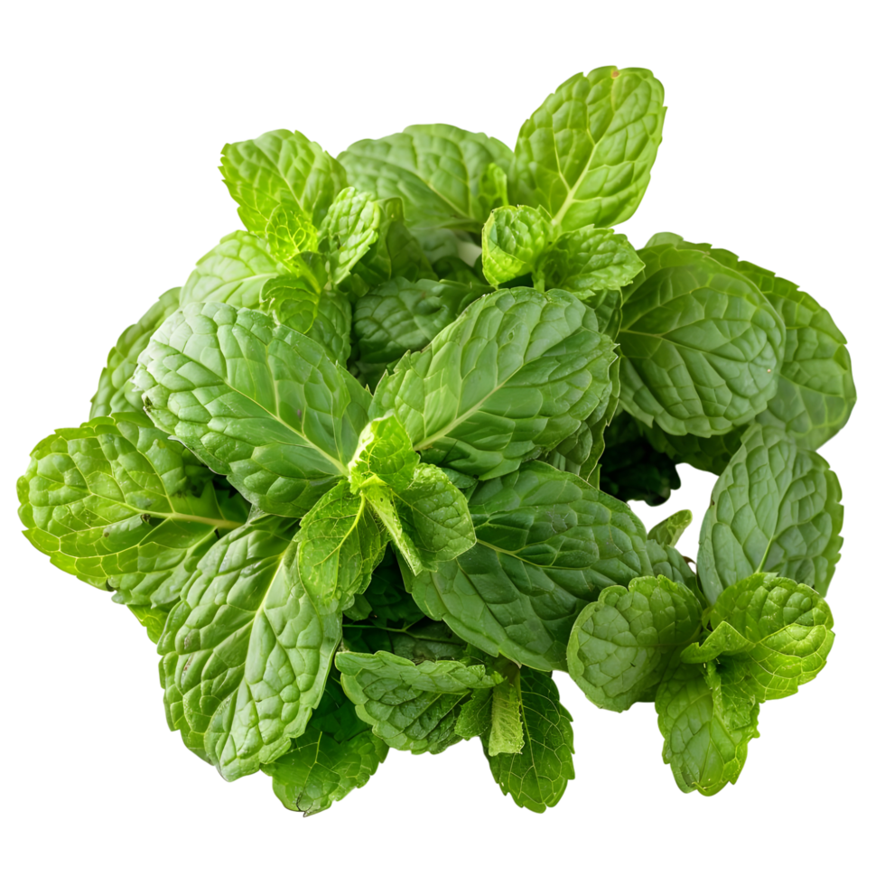 Fresh mint isolated against transparent background png