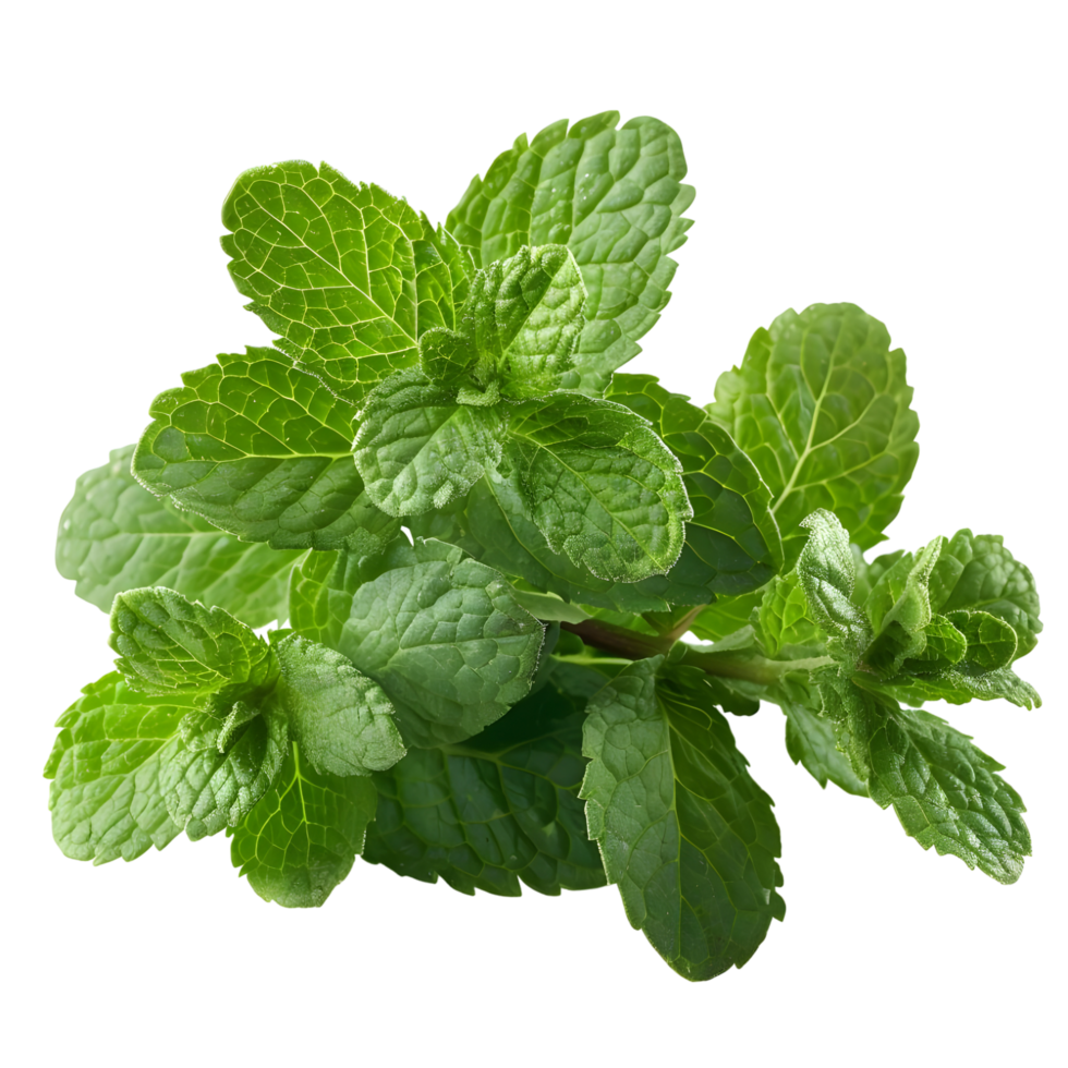 Fresh mint isolated against transparent background png