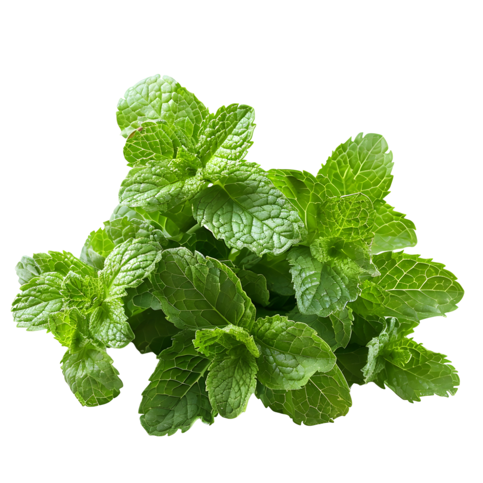 Fresh mint isolated against transparent background png