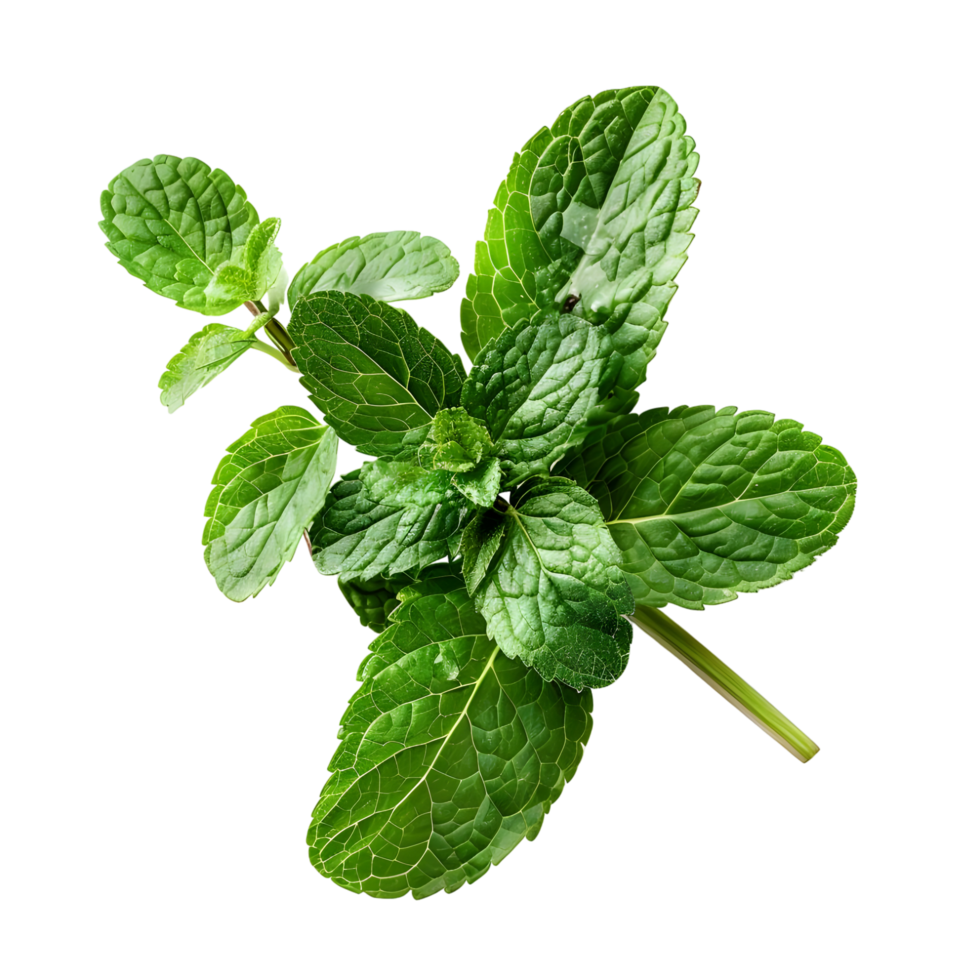 Fresh mint isolated against transparent background png