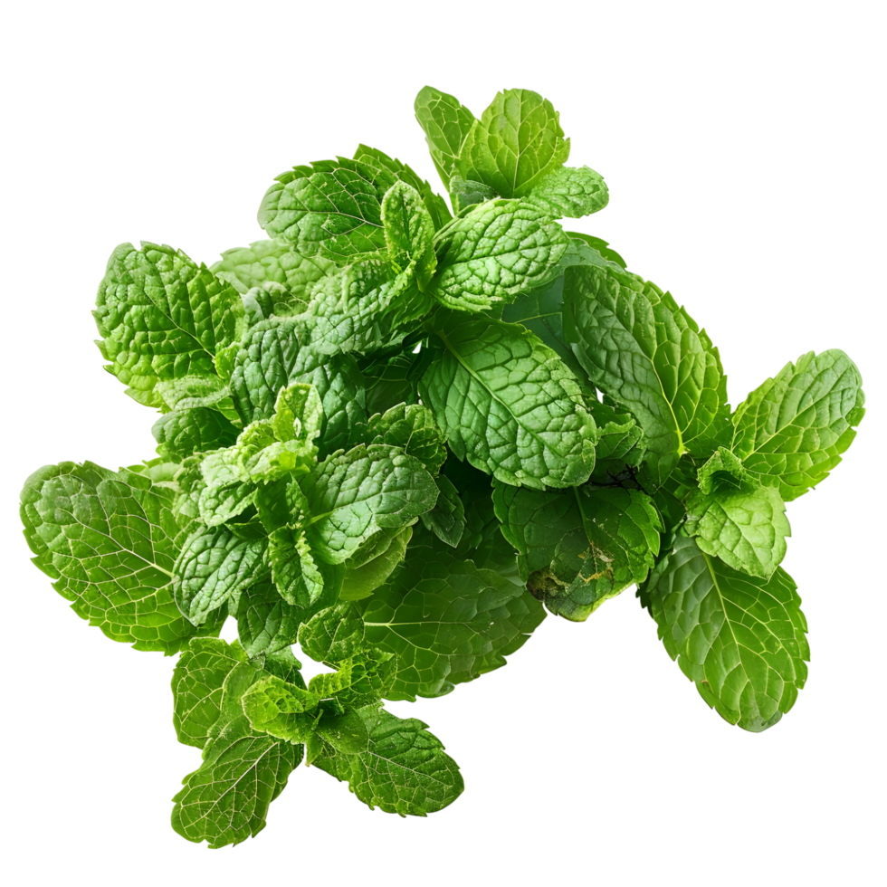 Fresh mint isolated against transparent background png