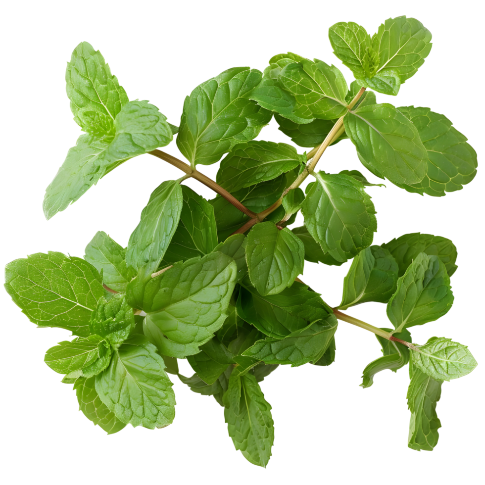 Fresh mint isolated against transparent background png