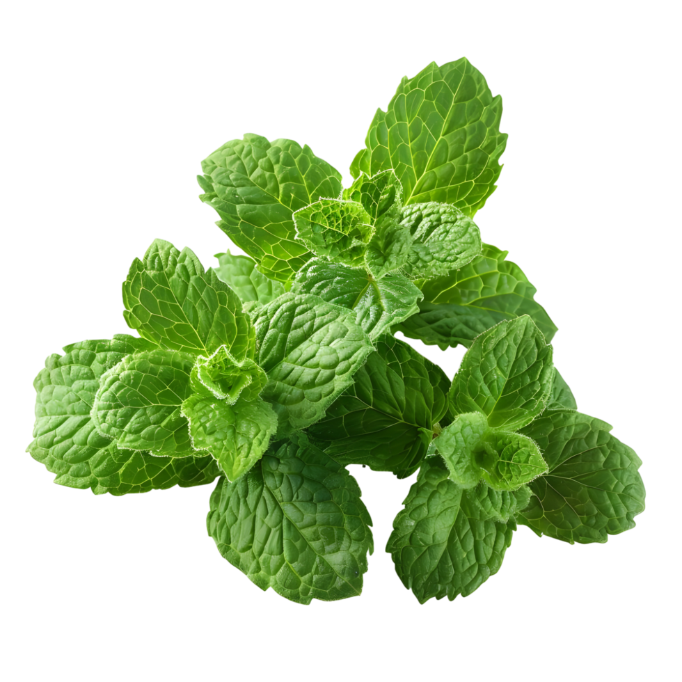 Fresh mint isolated against transparent background png