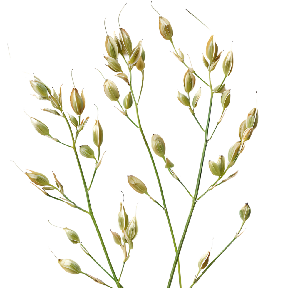 Green chiretta seeds isolated on transparent background png