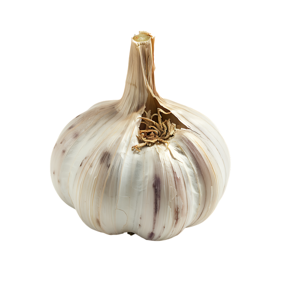 Isolated Garlic on transparent background png