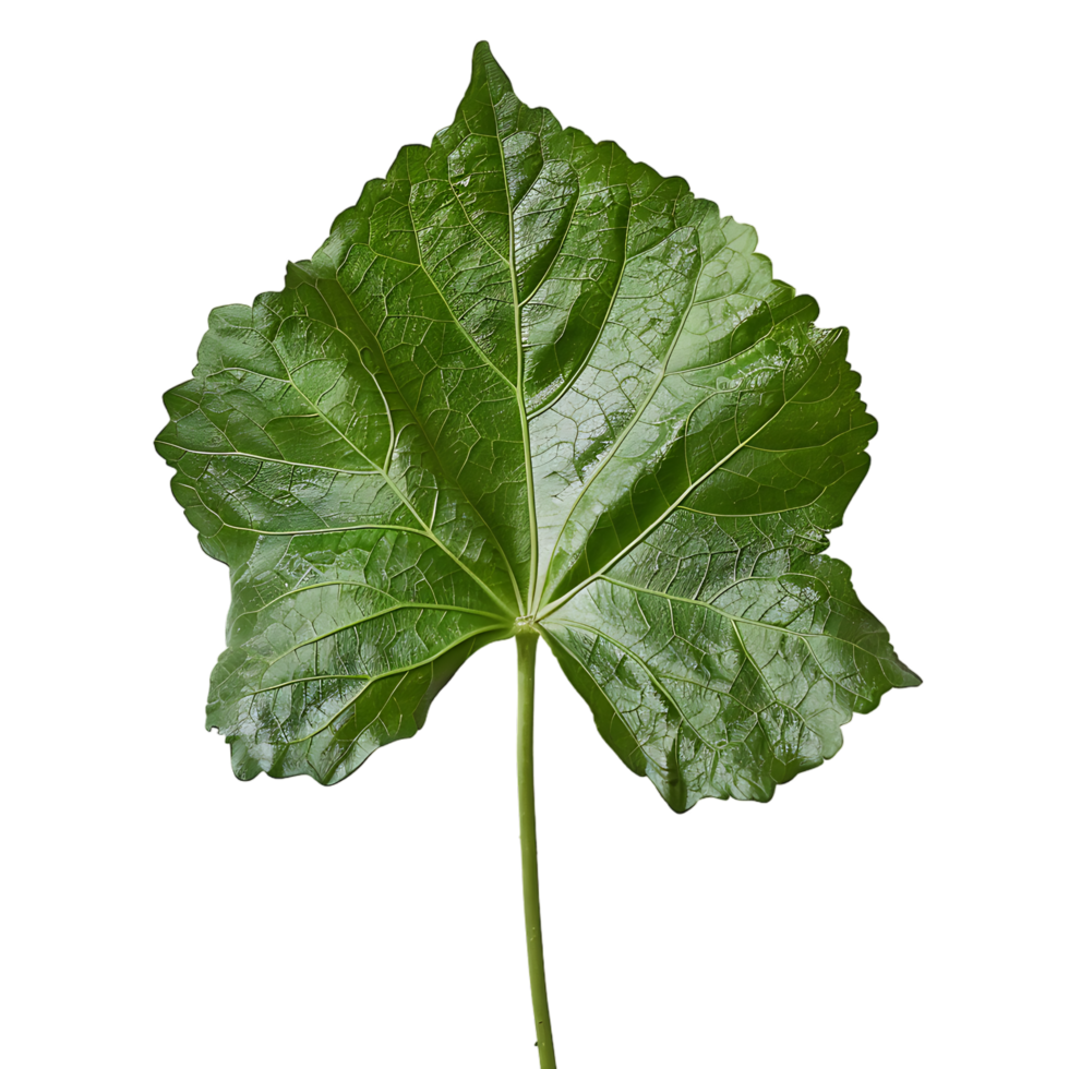 isolated Hibiscus liliaceous leaf over transparent background png