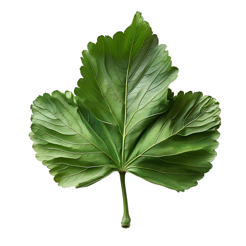 isolated Hibiscus liliaceous leaf over transparent background png