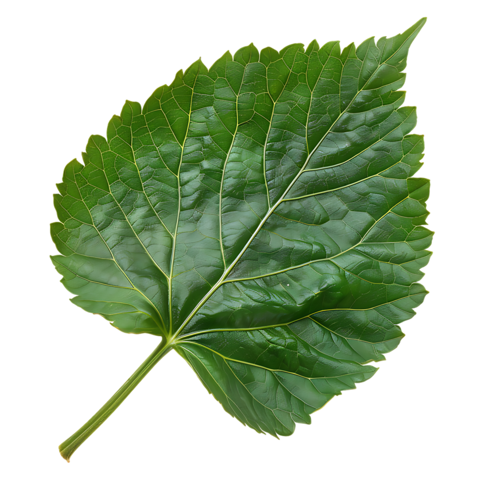 isolated Hibiscus liliaceous leaf over transparent background png