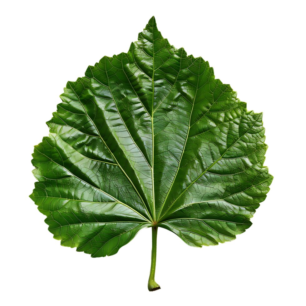 isolated Hibiscus liliaceous leaf over transparent background png