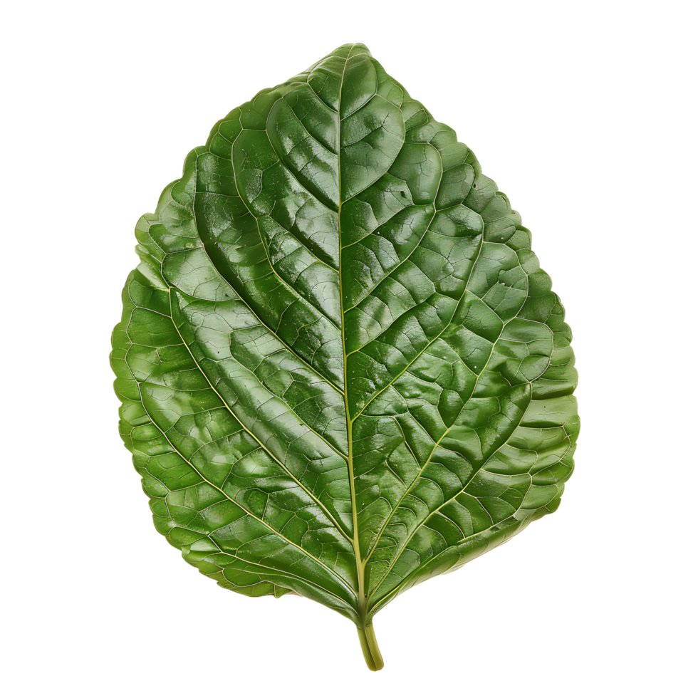 isolated Hibiscus liliaceous leaf over transparent background png