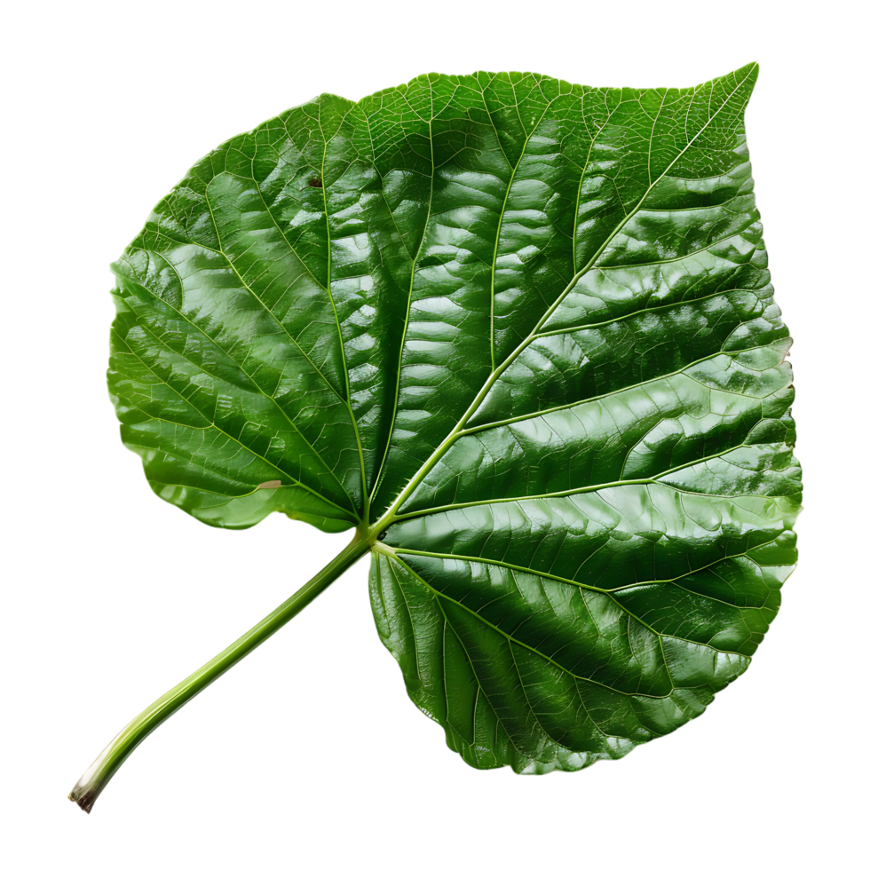 isolated Hibiscus liliaceous leaf over transparent background png