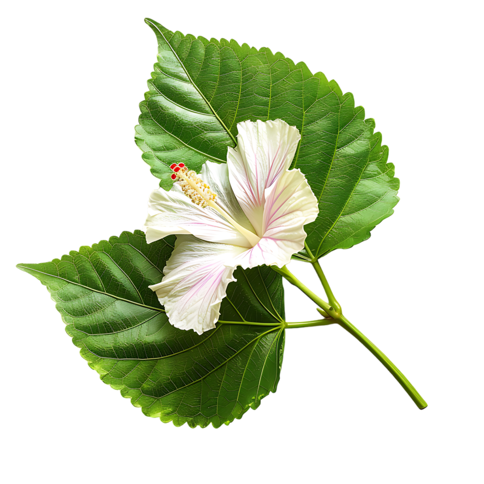 isolated Hibiscus liliaceous leaf over transparent background png