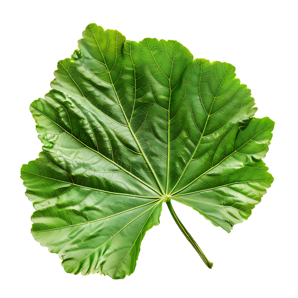 isolated Hibiscus liliaceous leaf over transparent background png