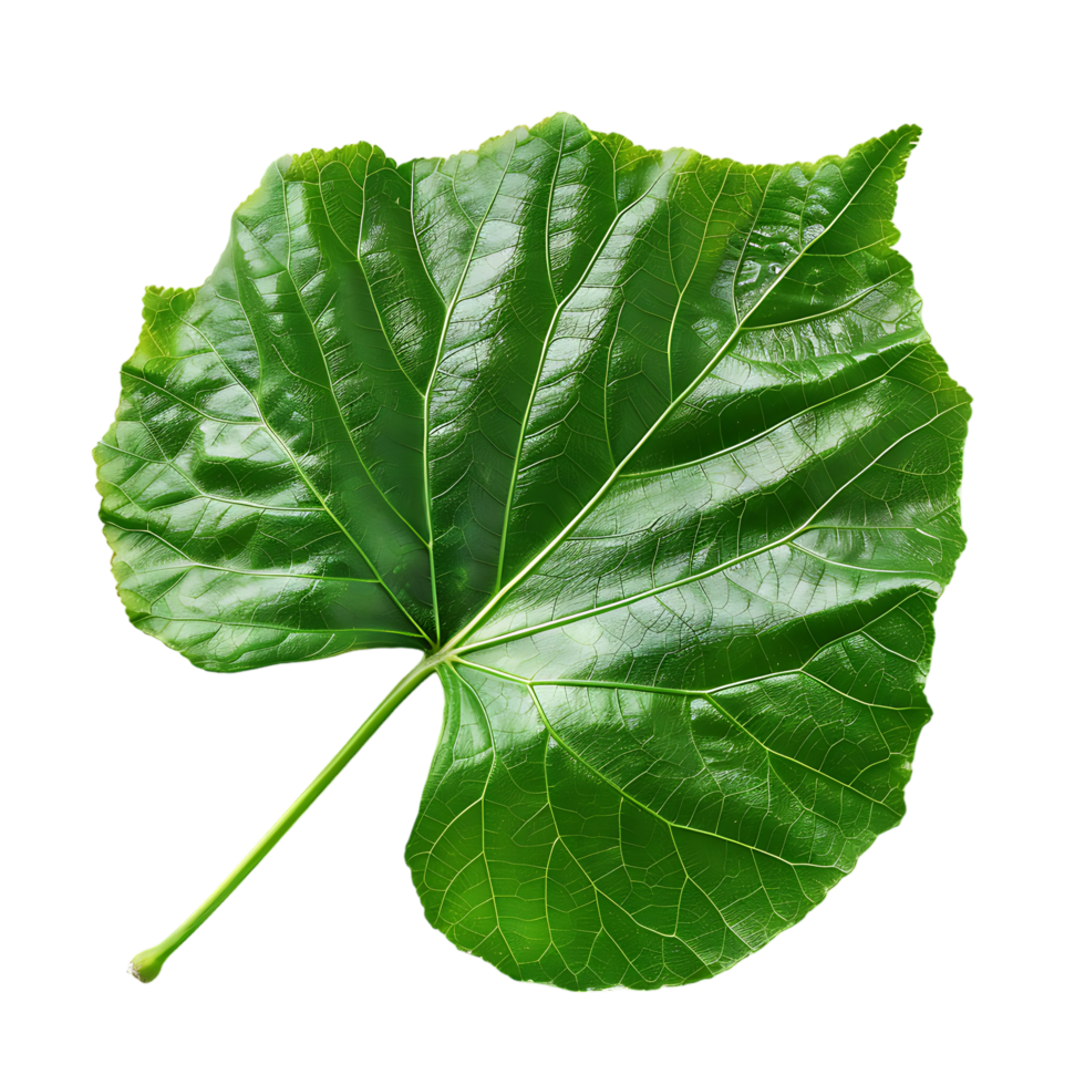 isolated Hibiscus liliaceous leaf over transparent background png