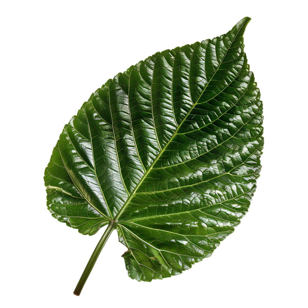 isolated Hibiscus liliaceous leaf over transparent background png