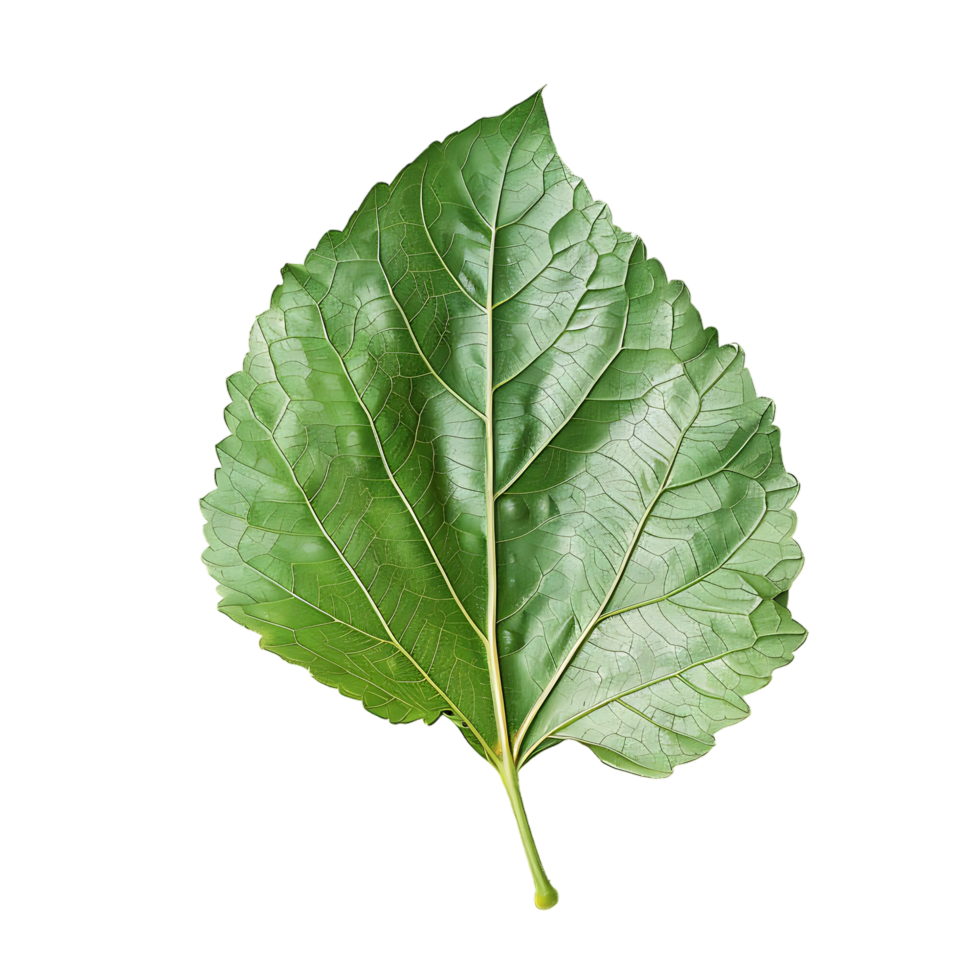 isolated Hibiscus liliaceous leaf over transparent background png