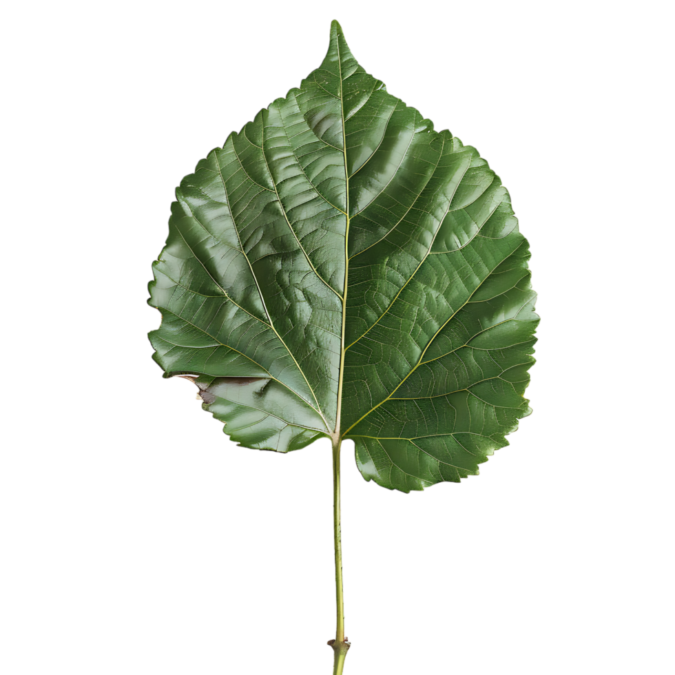 isolated Hibiscus liliaceous leaf over transparent background png