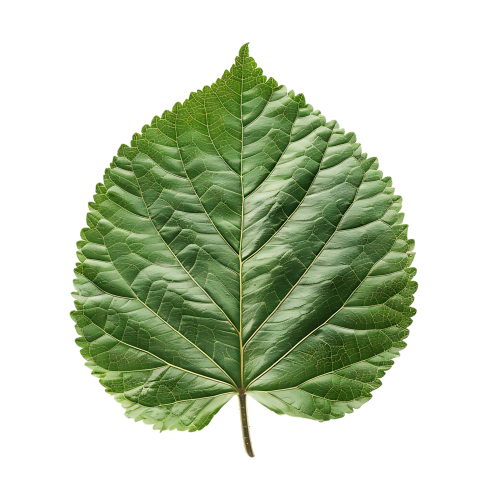 isolated Hibiscus liliaceous leaf over transparent background png
