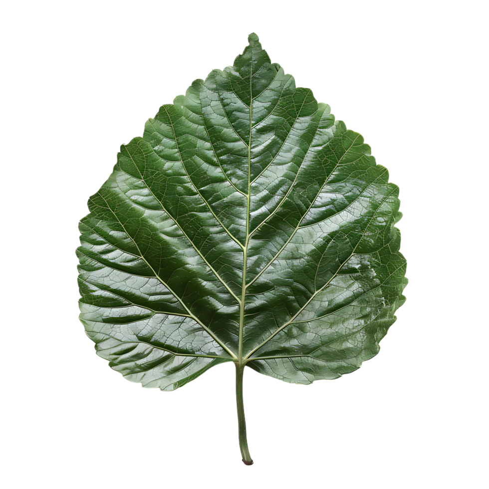 isolated Hibiscus liliaceous leaf over transparent background png