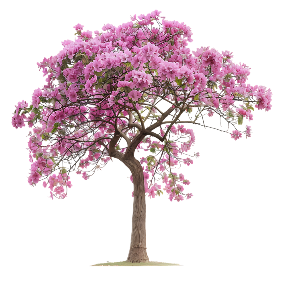 Pink acacia tree isolated over transparent background png