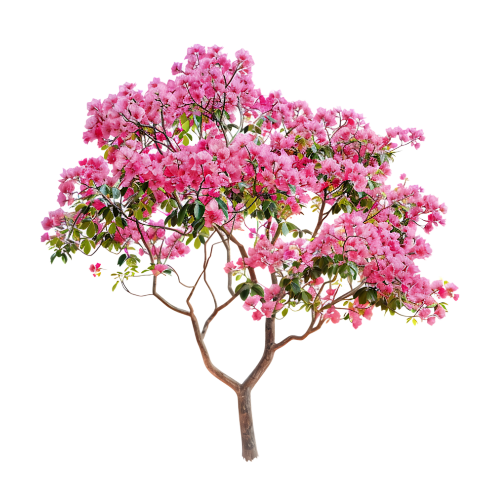 Pink acacia tree isolated over transparent background png