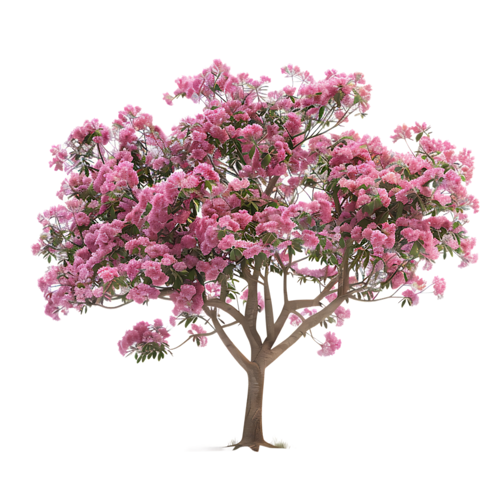 Pink acacia tree isolated over transparent background png