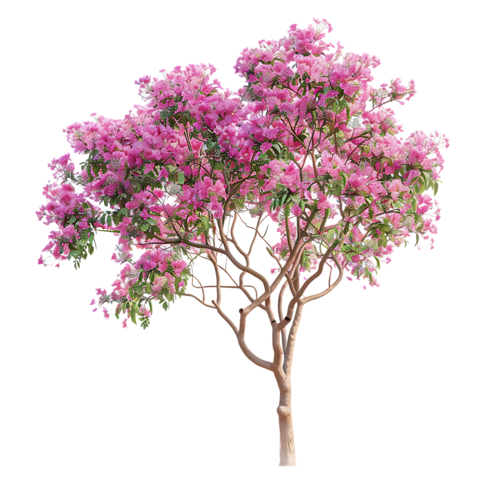 Pink acacia tree isolated over transparent background png