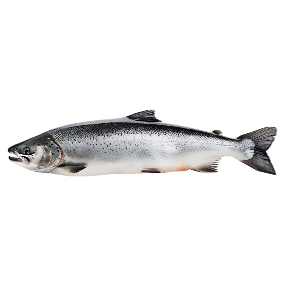 Salmon fish isolated over transparent background png