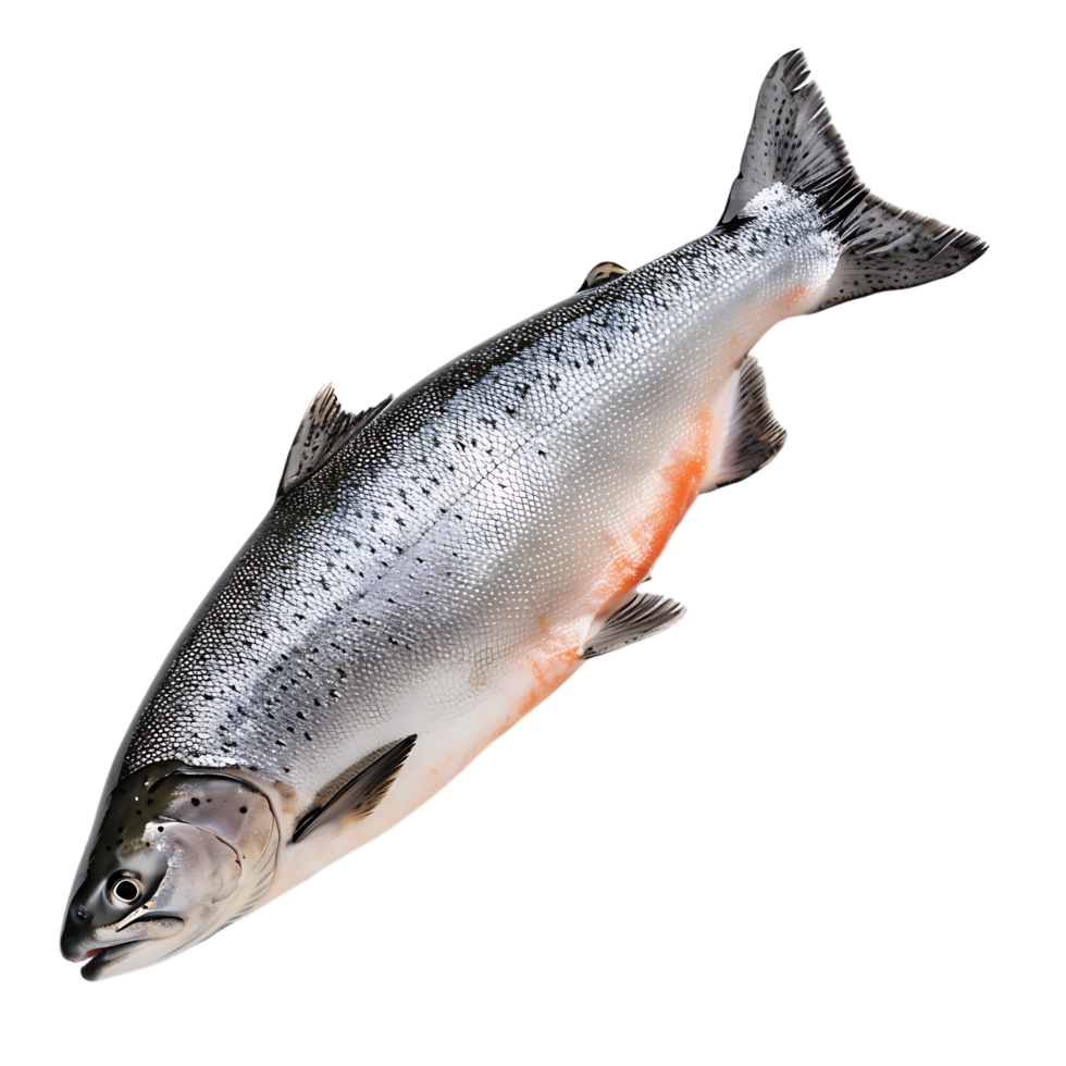 Salmon fish isolated over transparent background png