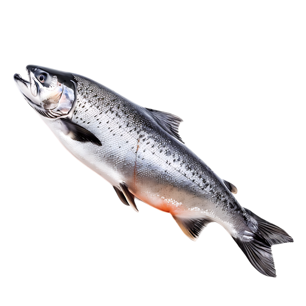Salmon fish isolated over transparent background png