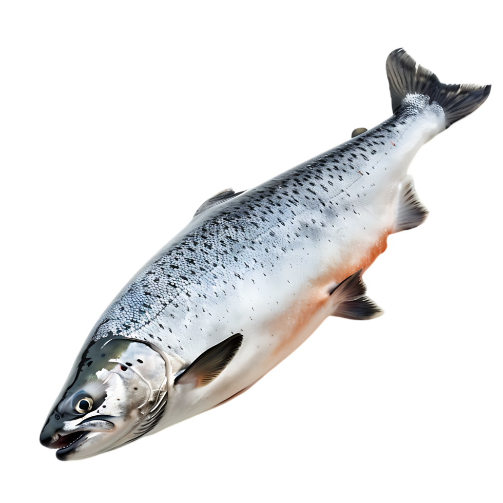 Salmon fish isolated over transparent background png