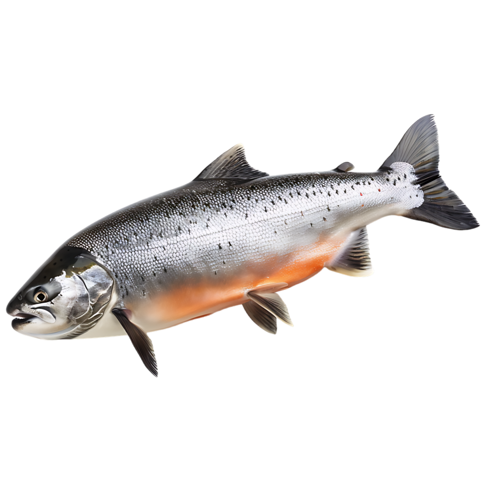 Salmon fish isolated over transparent background png
