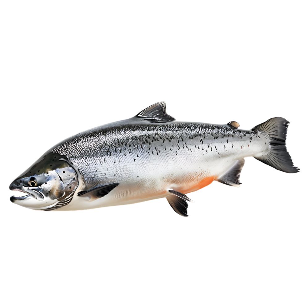 Salmon fish isolated over transparent background png
