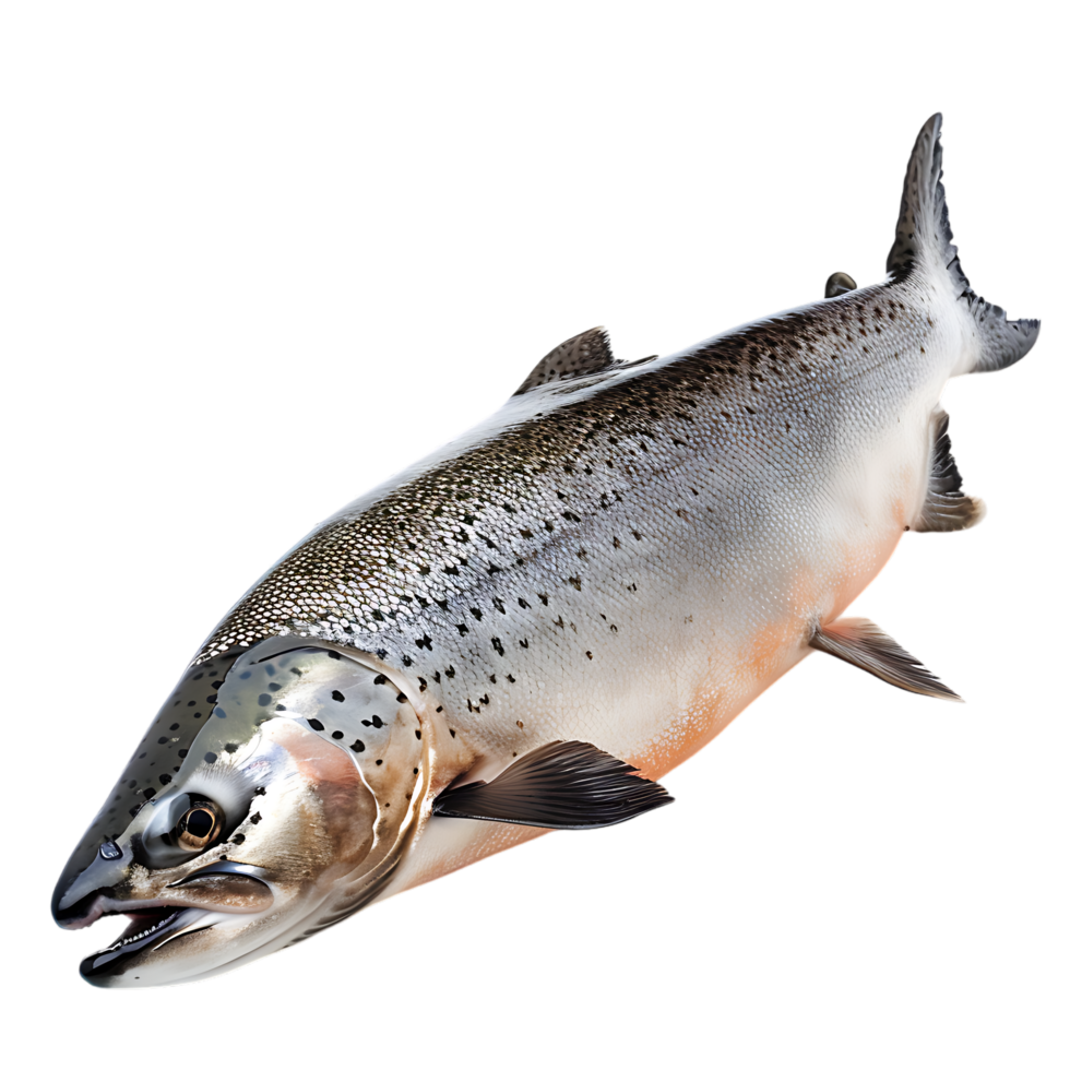 Salmon fish isolated over transparent background png