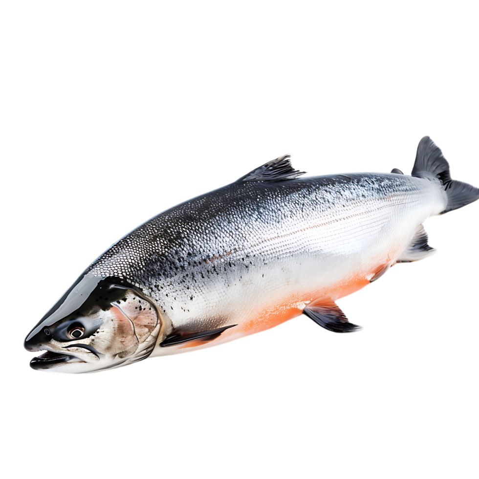 Salmon fish isolated over transparent background png