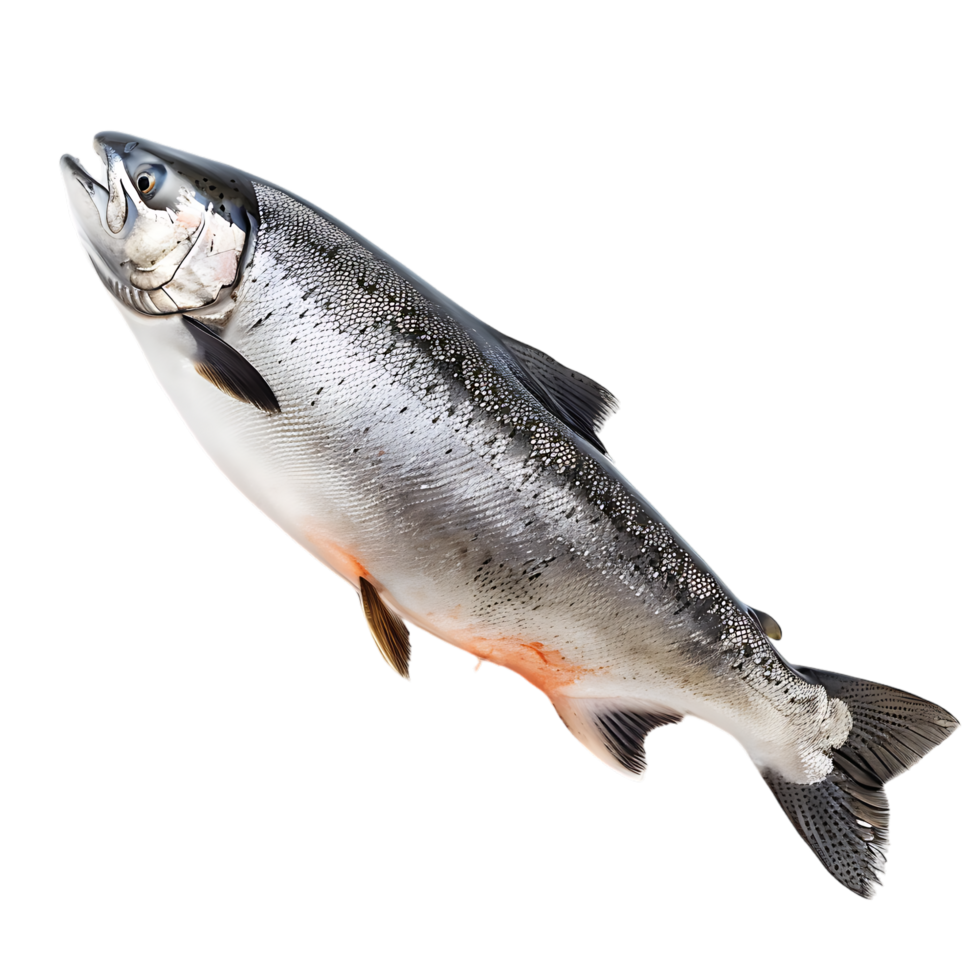 Salmon fish isolated over transparent background png